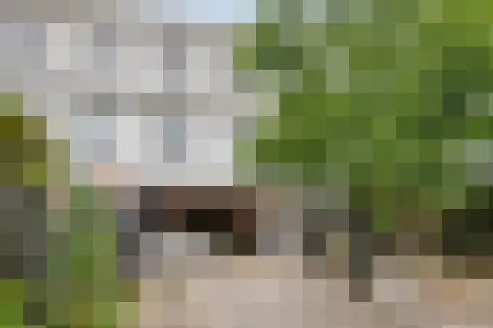 Barnsteenslak 8 Amersfoort thumbnail 4