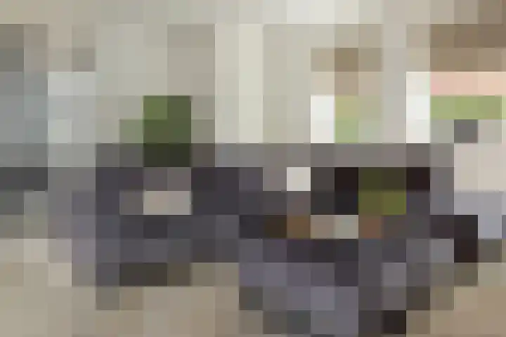 Baron 2 Heerenveen thumbnail 6