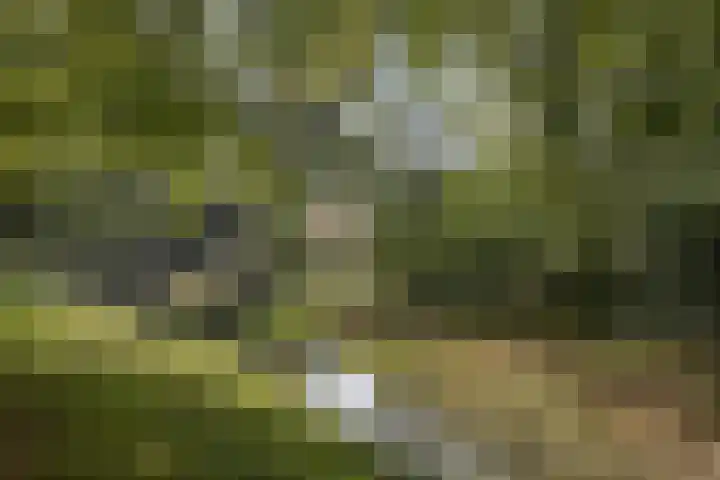 Baron d'Osystraat 27 Wijchen thumbnail 33