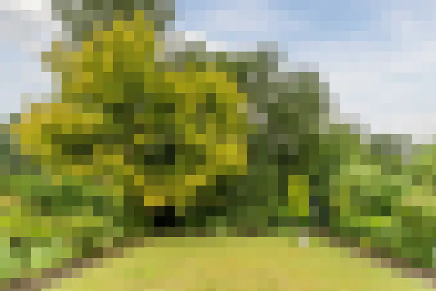 Baron van den Bogaerdelaan 8 Heeswijk-Dinther thumbnail 4