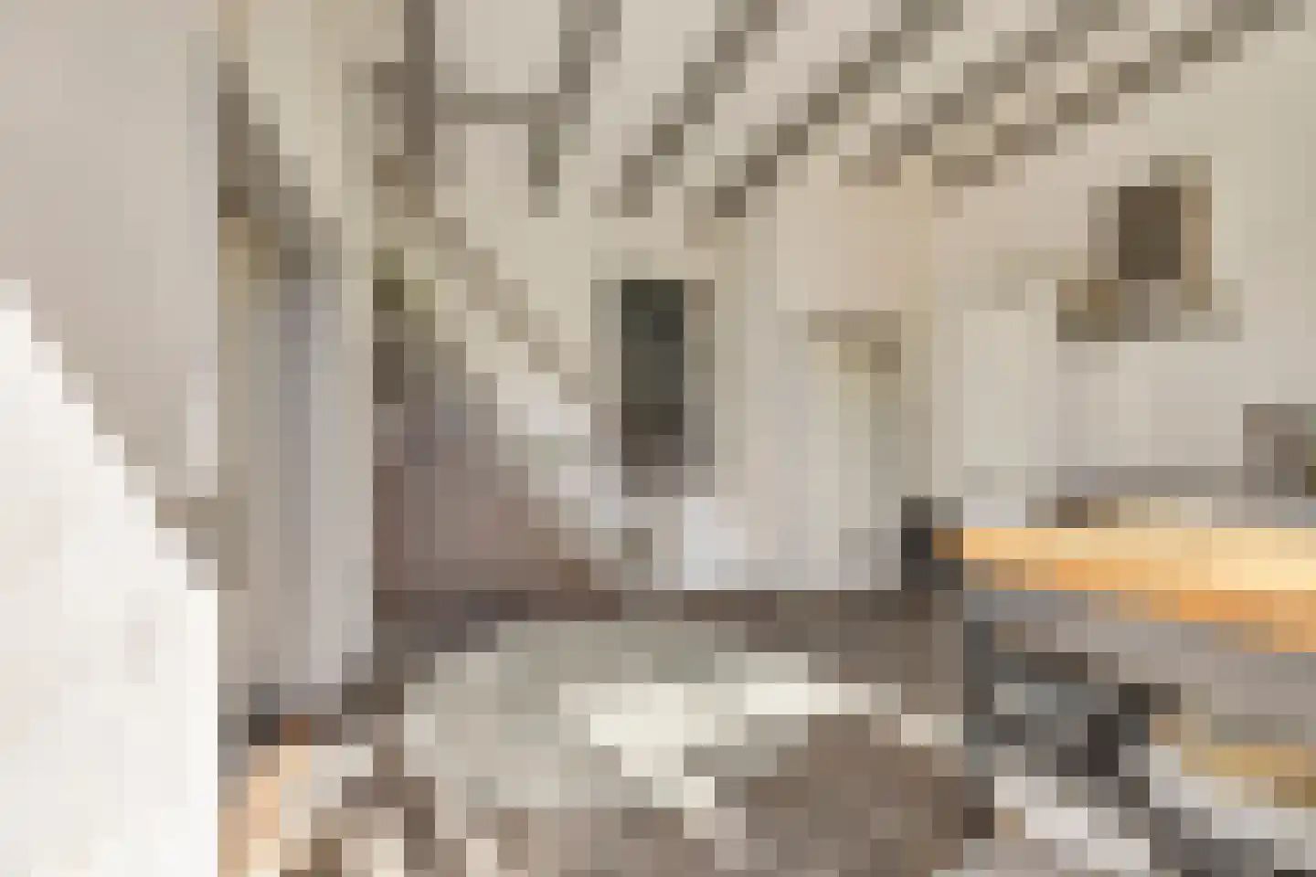 Baron Van Spittaellaan 1 a Huissen thumbnail 7