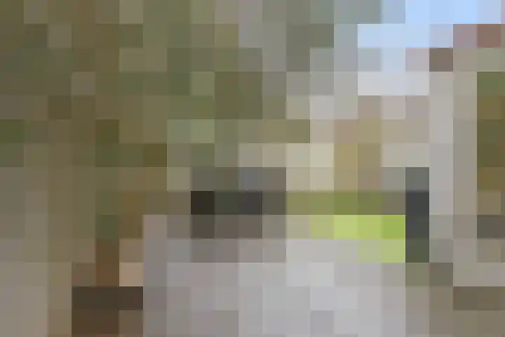 Baronie 21 Oss thumbnail 32