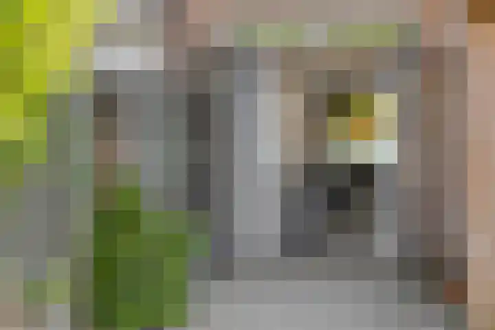 Baronie 39 Oss thumbnail 26