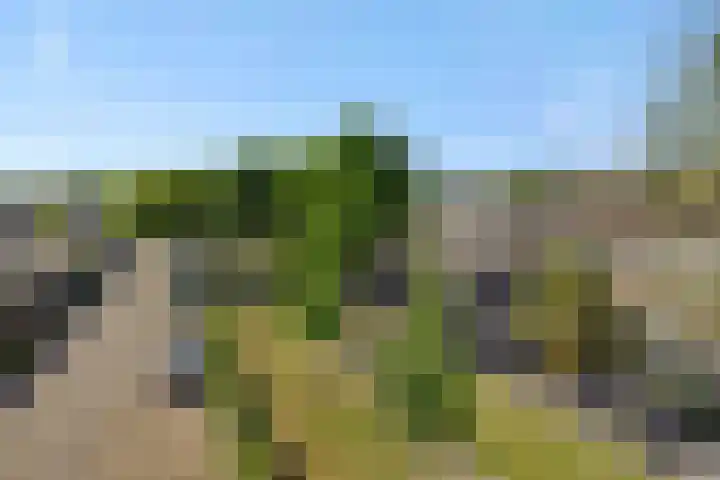 Baronie 39 Oss thumbnail 30