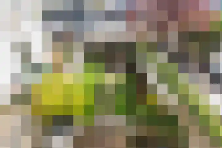 Baronielaan 93 Breda thumbnail 34