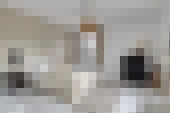 Baroniestraat 1 Chaam thumbnail 26