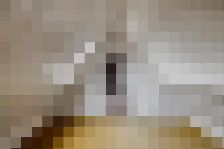 Bartelsweg 71 Apeldoorn thumbnail 26