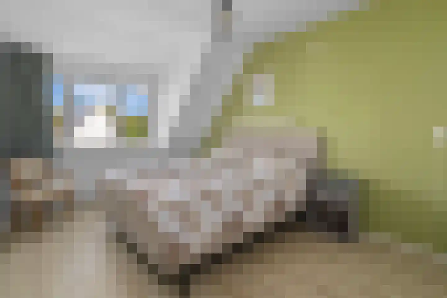 Bartigon 19 Limmen thumbnail 18