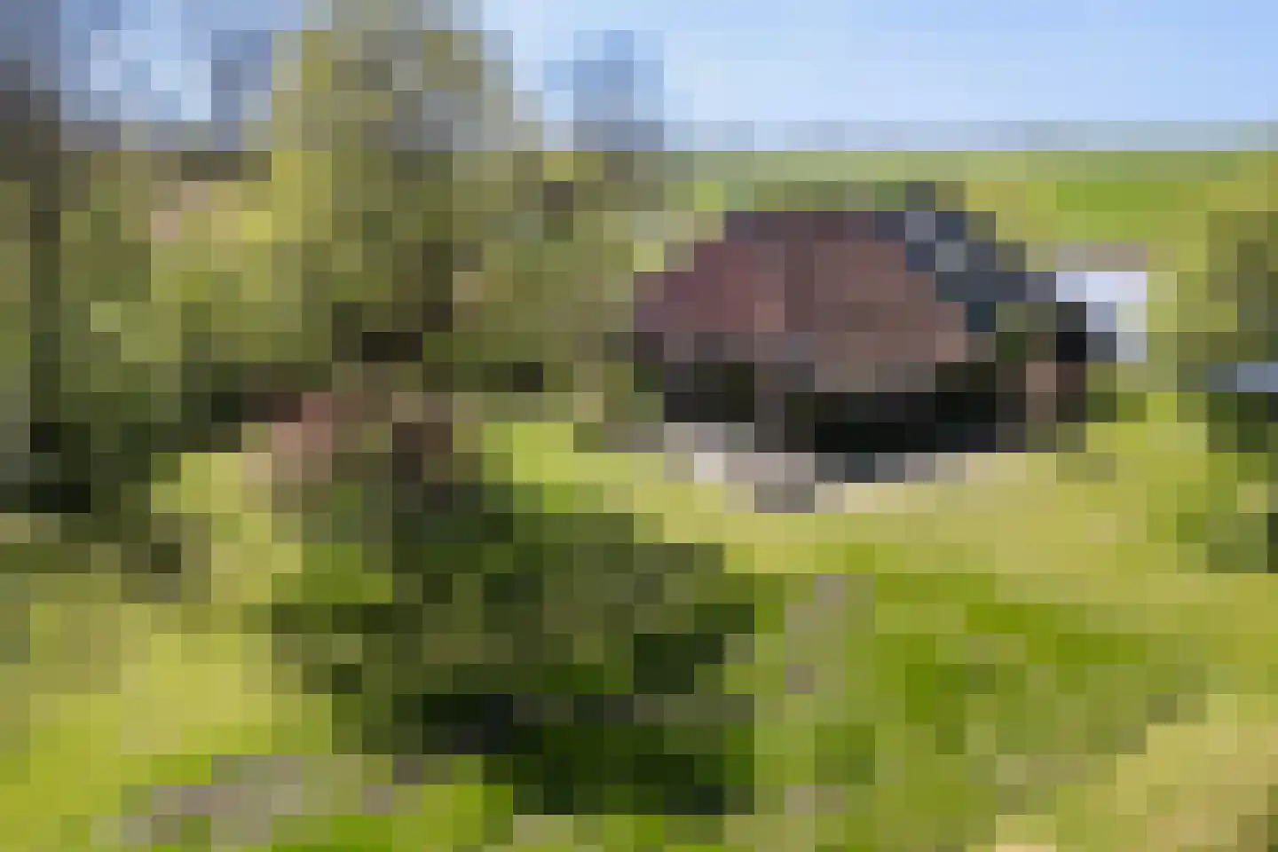 Bartlehiem 13 A Wyns foto 3