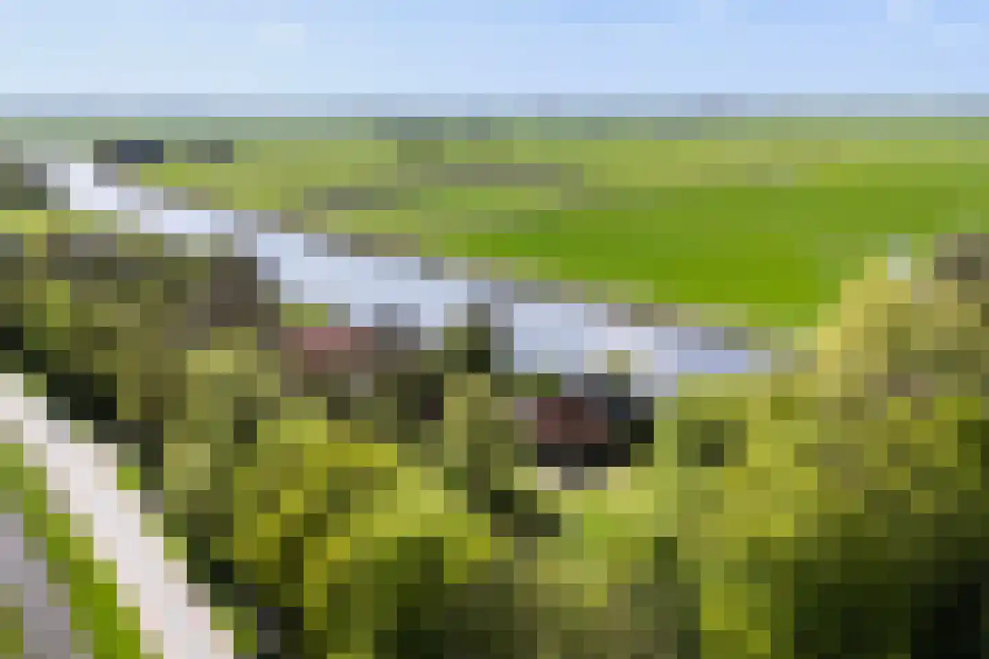 Bartlehiem 13 A Wyns thumbnail 4