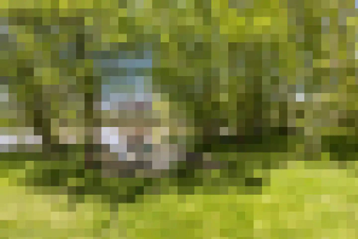 Bartlehiem 13 A Wyns thumbnail 54