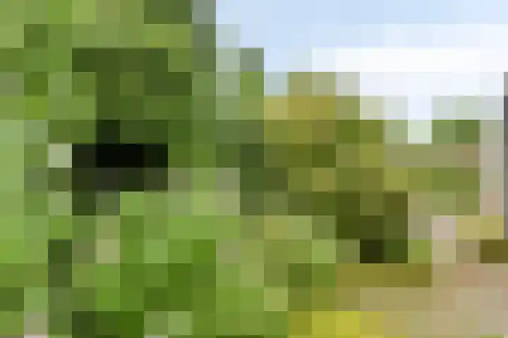 Bartoklaan 12 Oss thumbnail 41