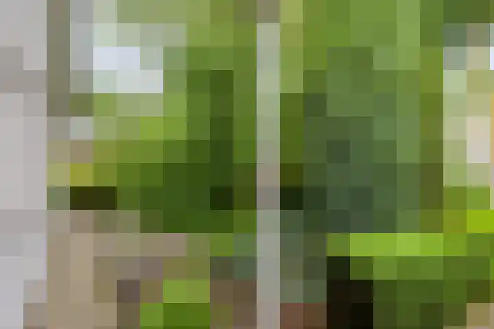 Bartoklaan 12 Oss thumbnail 44