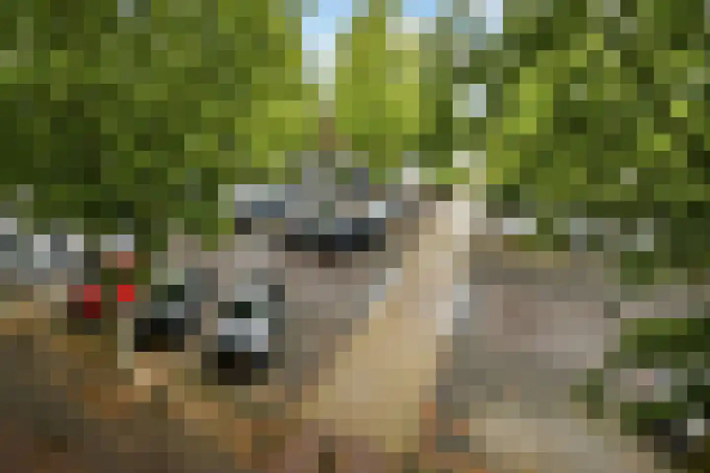 Basilica 53 Elst thumbnail 18