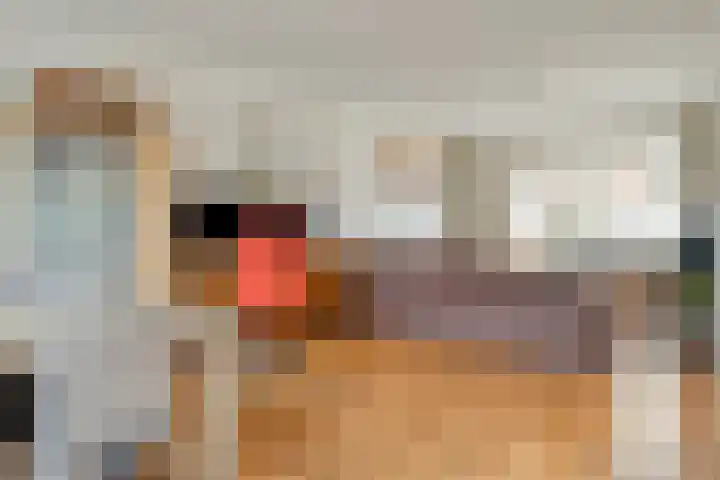 Bastiaan de Langestraat 11 Veere thumbnail 4