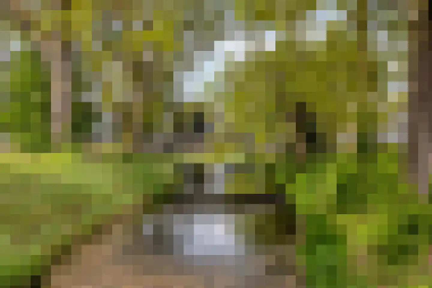 Bastiaan de Poorterstraat 20 Rosmalen thumbnail 52