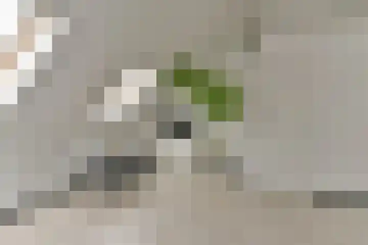 Bastionstraat 1 Hoef en Haag thumbnail 34