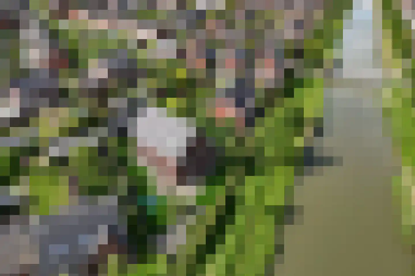 Bataaf 23 Elst foto 3