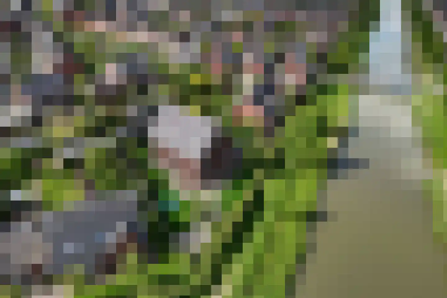 Bataaf 23 Elst thumbnail 55