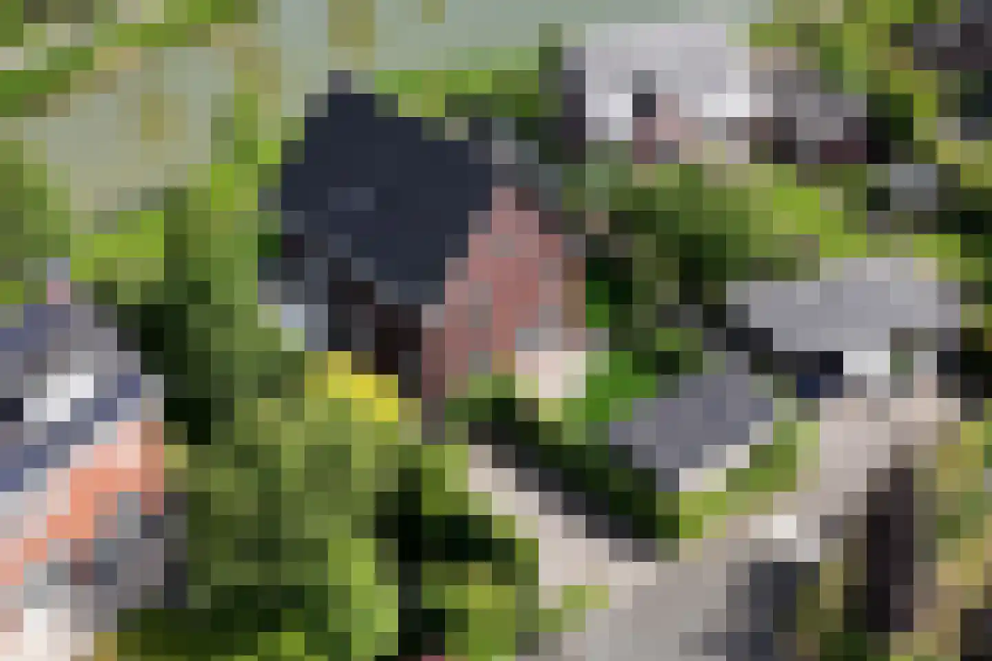 Bataaf 23 Elst thumbnail 61