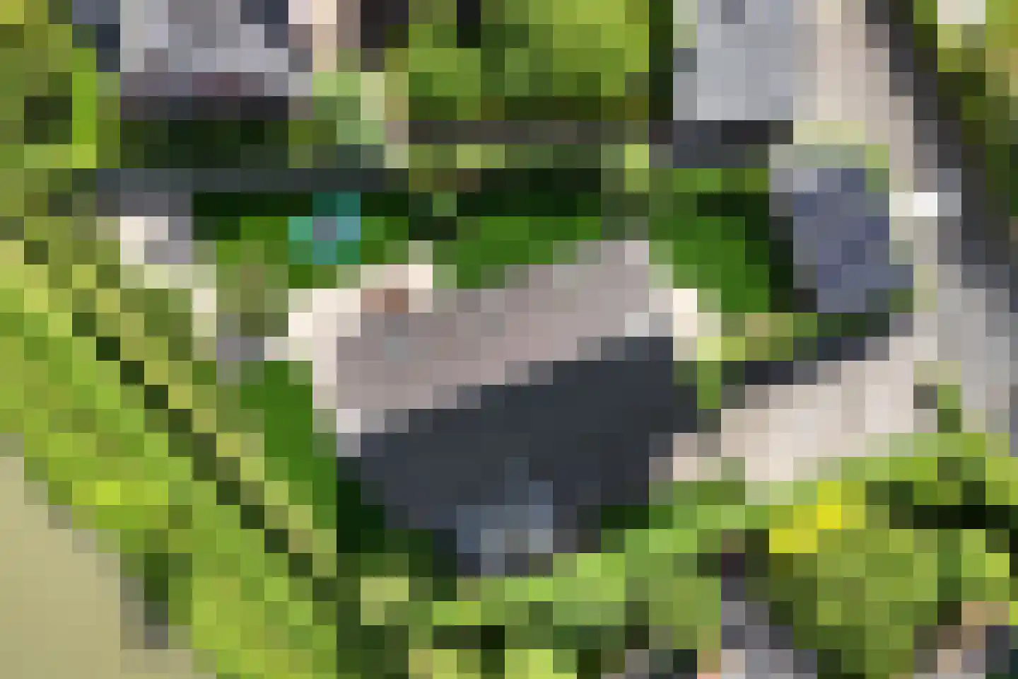 Bataaf 23 Elst thumbnail 62