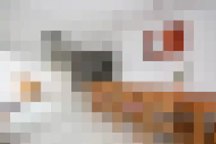 Batavierlaan 10 Nieuwerkerk aan den IJssel thumbnail 13