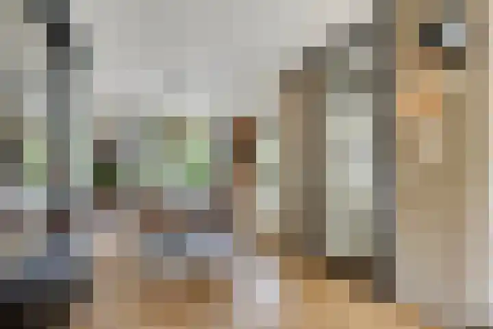 Batelier 22 Sliedrecht thumbnail 14