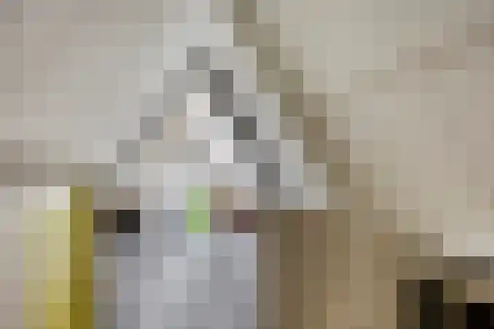 Batelier 22 Sliedrecht thumbnail 31
