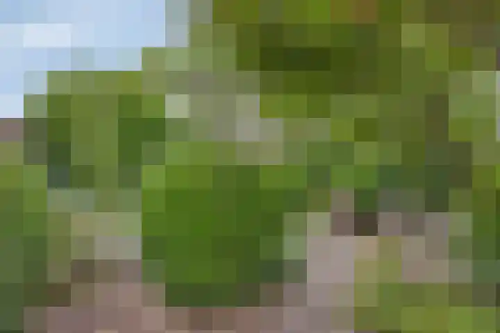Batelier 22 Sliedrecht thumbnail 37