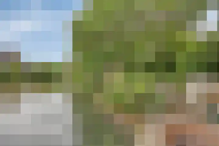 Batelier 22 Sliedrecht thumbnail 39