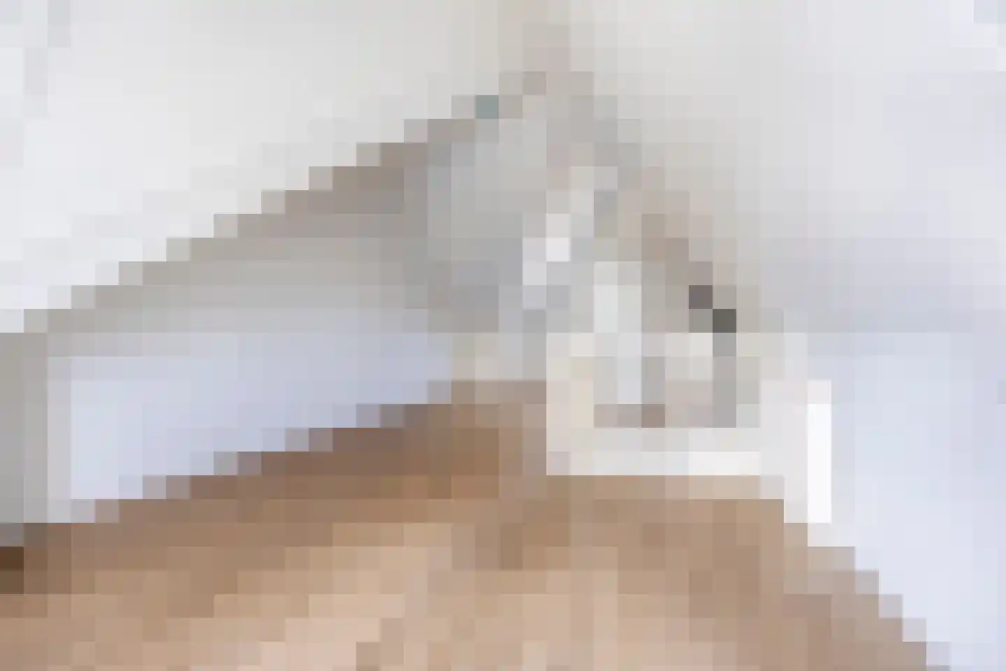 Bats 3 't Zand thumbnail 25