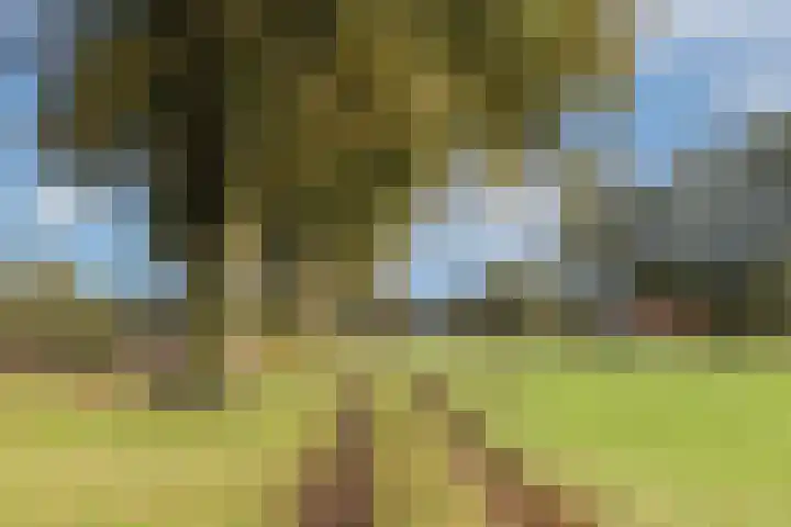 Batsdijk 22 Ruurlo thumbnail 63