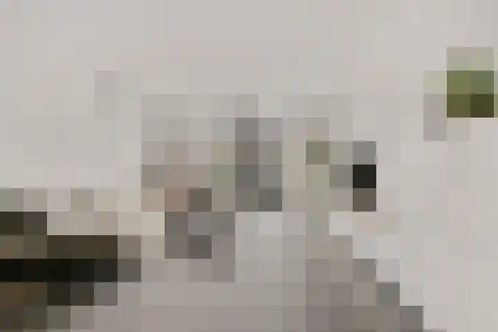 Batua 39 Huissen thumbnail 8