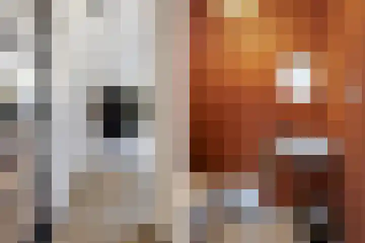 Bavelselaan 205 Breda thumbnail 7