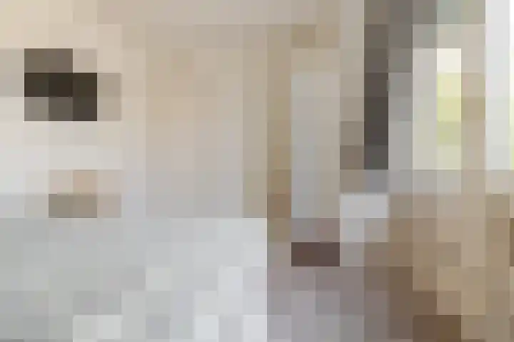 Bavelselaan 323 Breda thumbnail 43