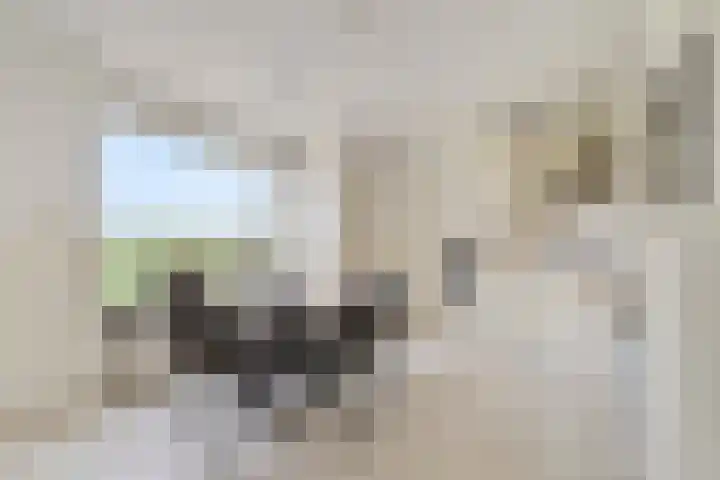 Bavelseweg 161 Molenschot thumbnail 16