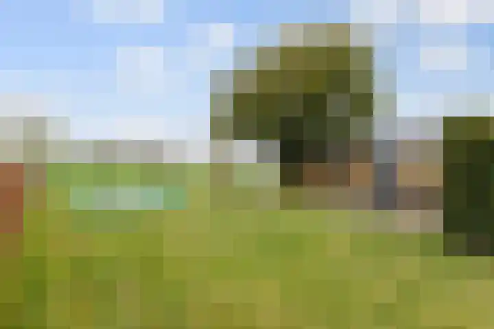 Bavelseweg 161 Molenschot thumbnail 5