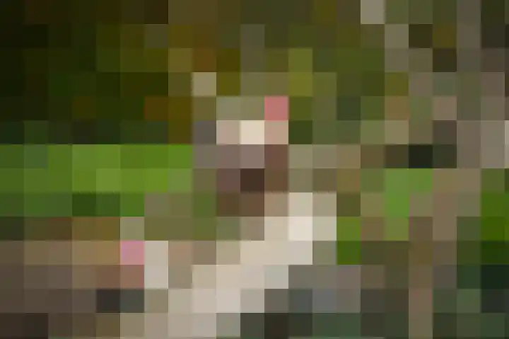 Bazeldijk 40 Hoogblokland thumbnail 78