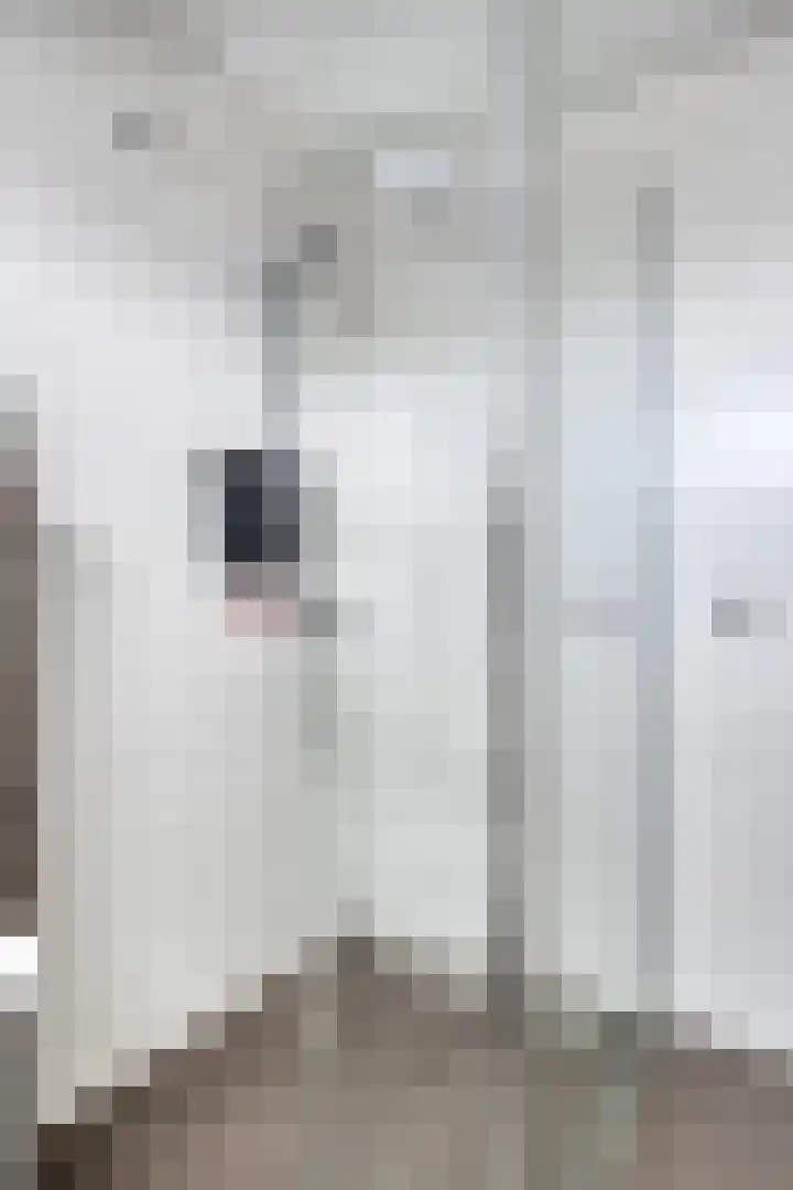 Beatrixlaan 6 Maasbracht thumbnail 25