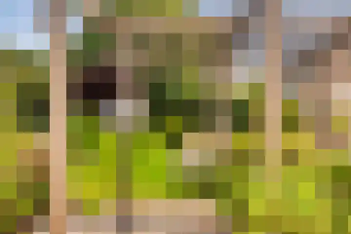 Beatrixlaan 9 Someren thumbnail 36