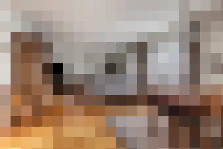 Beatrixsingel 45 Vlodrop thumbnail 11