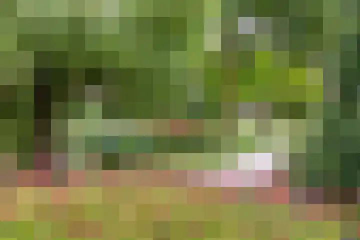 Beatrixstraat 4 Berghem thumbnail 39
