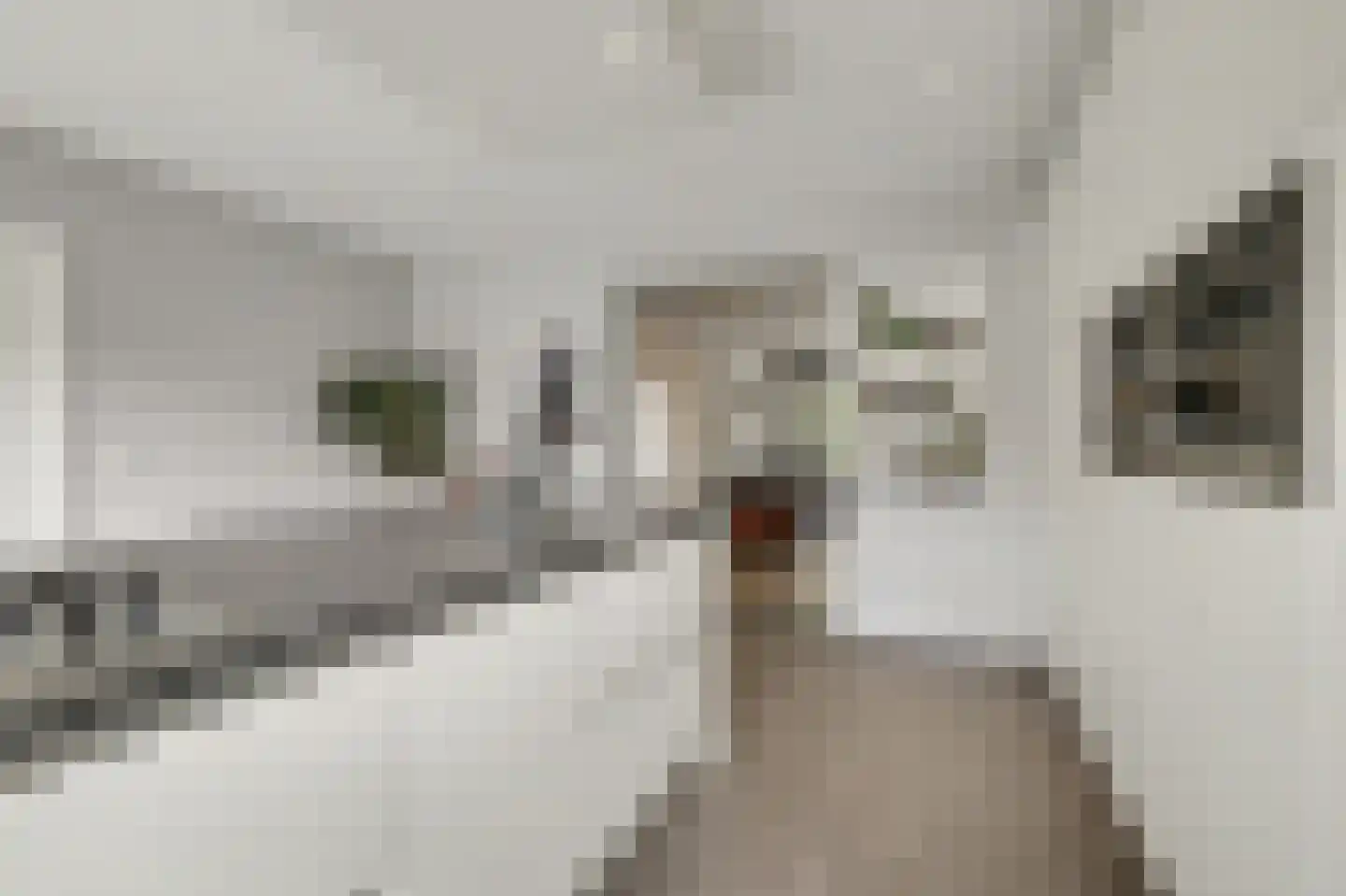 Beatrixstraat 6 Grubbenvorst thumbnail 14