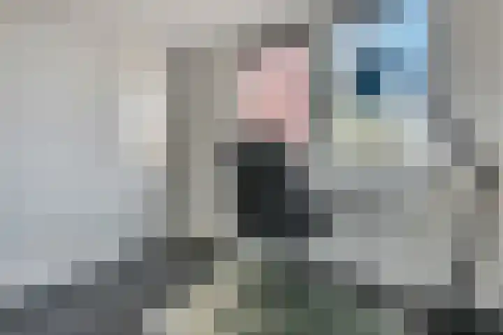 Beatrixstraat 68 H Elst Ut thumbnail 17