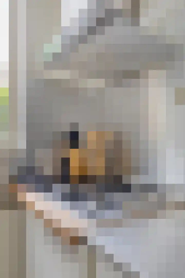 Bedumerstraat 28 Groningen thumbnail 20