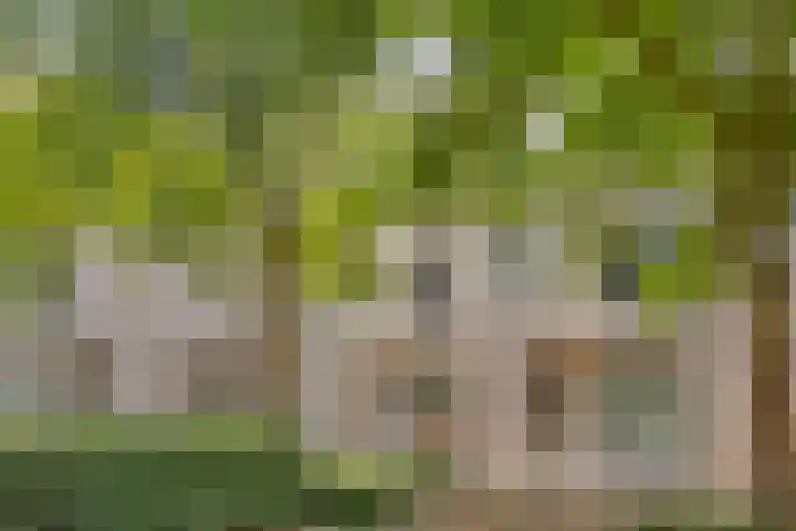 Beeckendael 52 's-Hertogenbosch thumbnail 5