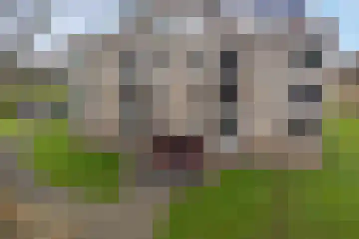 Beek en Bosch 41 Roden thumbnail 48