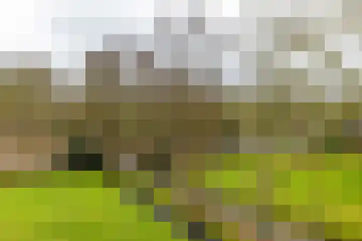 Beek en Bosch 51 Roden thumbnail 50