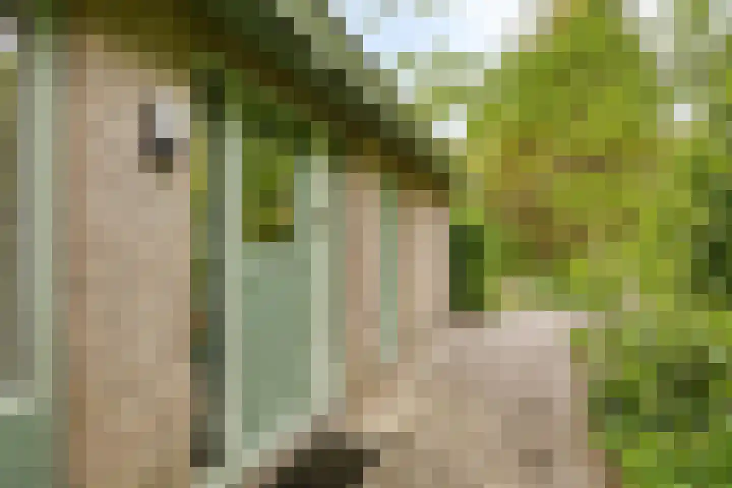Beek en Brink 14 Zorgvlied thumbnail 52
