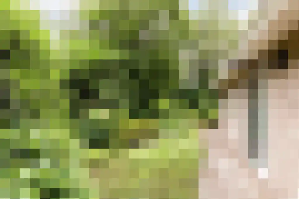 Beek en Brink 16 Zorgvlied thumbnail 33